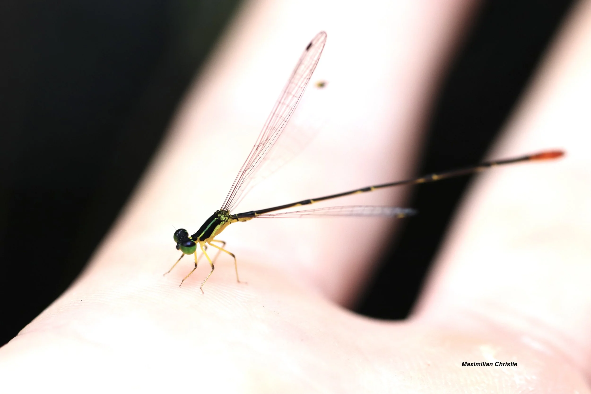 Species of the Month — Dragonfly Society of the Americas